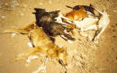 poisoned dogs