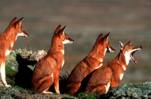 Ethiopian wolves