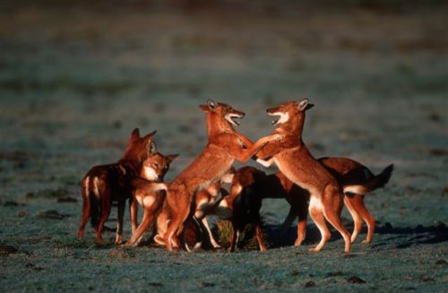 Ethiopian wolves