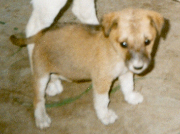 Melita