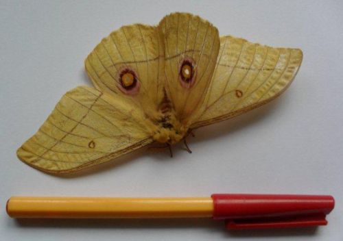Saturniidae moth