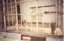 Patas monkey