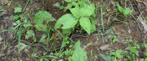 snake