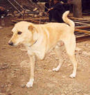 Tariku
