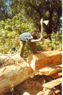tree-felling at Dib Bahir