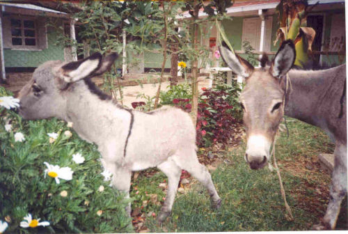 rescued donkeys: Twiglet (left) and Twiggy