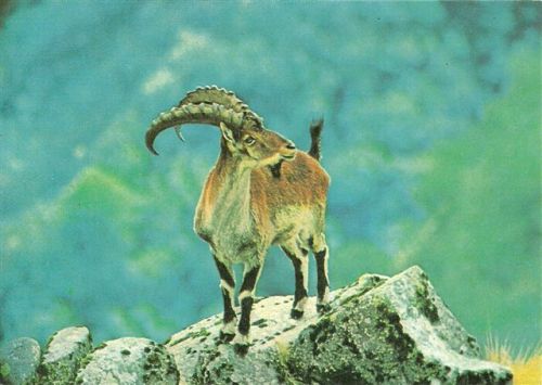 Walia ibex (an old postcard)