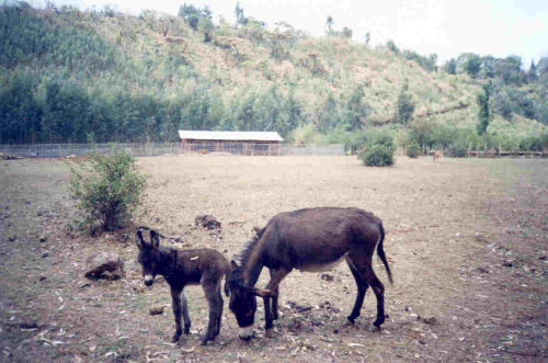 Gedelitu with Yetengirt (at eight days old) - Empress Mentewab School (under construction) is in the background