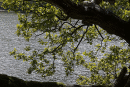 Brothers Water