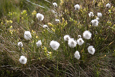 Cotton Grass