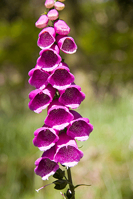 Foxglove
