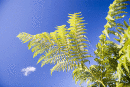 Bracken frond against the sky