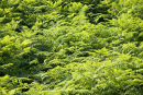Acres of bracken