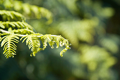 Fresh bracken frond