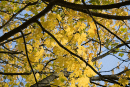 Autumn colour fills the sky