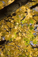 Autumn colour fills the sky