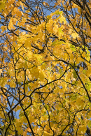 Autumn colour fills the sky