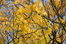 Autumn colour fills the sky