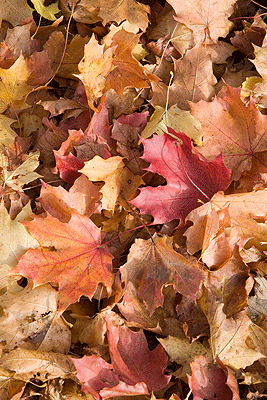 Autumn leaves cover the ground