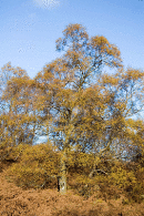 Autumn on Kings How