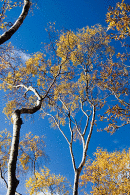 Borrowdale Autumn