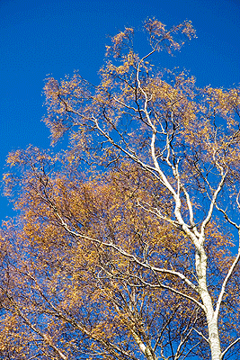 Borrowdale Autumn