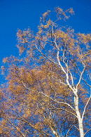 Borrowdale Autumn