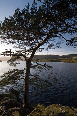 Scots Pine at Ullswater