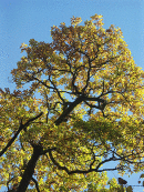 Oak at Aira Force