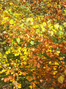 Autumn colours