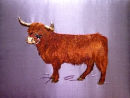 Highland Cattle by Chaney Winters-Ronaldson