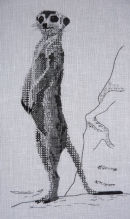 Meerkat by Diana Morris