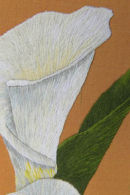 Lilies (detail)