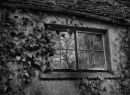 Window On The Wood