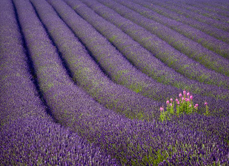Lavender Field, Snowshill
