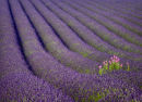 Lavender Field, Snowshill