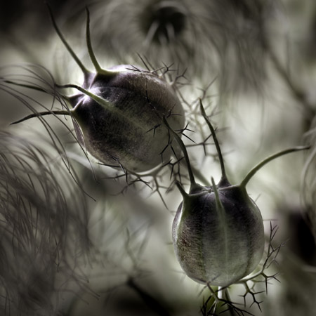 Nigella Seed Heads