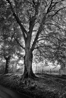 Beech, Lake District