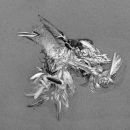 Feathers & Bones