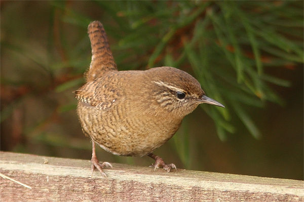 Wren