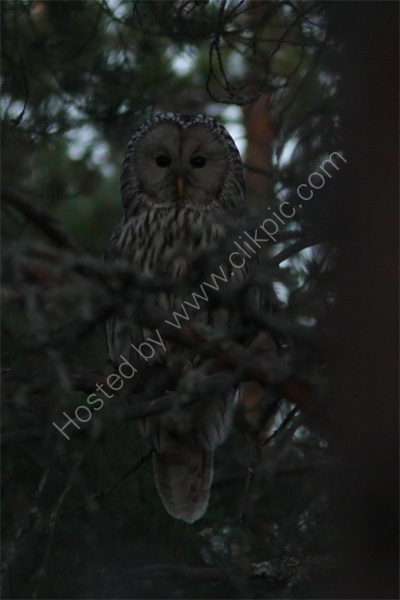 Ural Owl