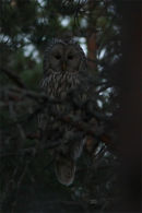 Ural Owl