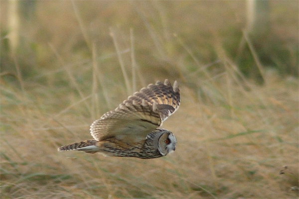 Long-eared Owl