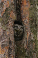 Tengmalm's Owl (female)