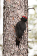 Black Woodpecker