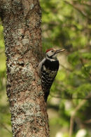 White-backed Woodpecker