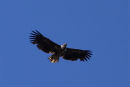 White-tailed Eagle