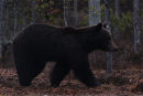 ...for ev'ry bear that ever there was...