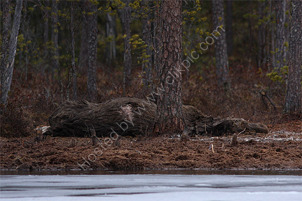 If you go down into the woods today, you're sure of a big surprise...