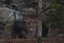 ... they love to play and shout...